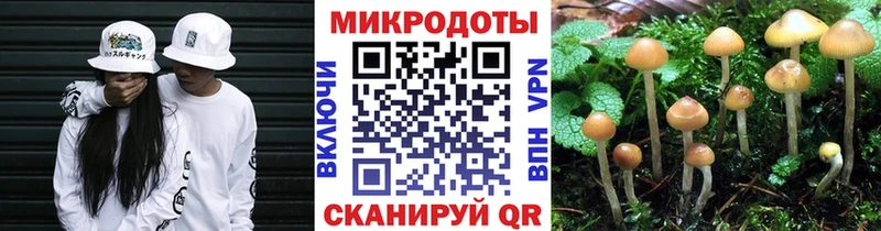 Псилоцибиновые грибы Psilocybe Городище